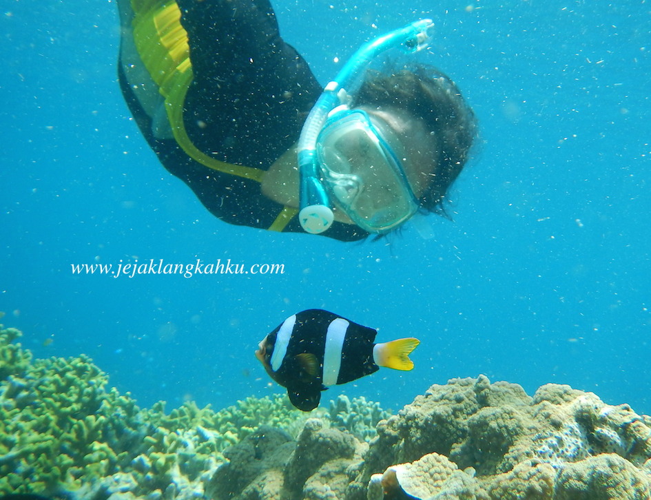 snorkeling menjangan island bali underwater diving