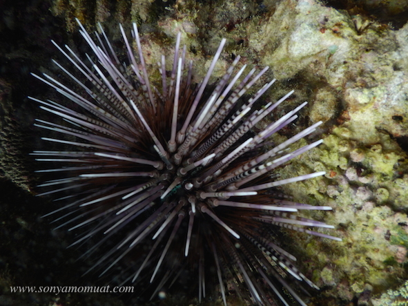 belitung snorkeling babel coral