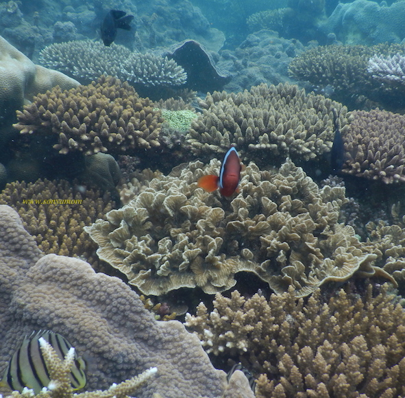 belitung snorkeling coral babel nemo