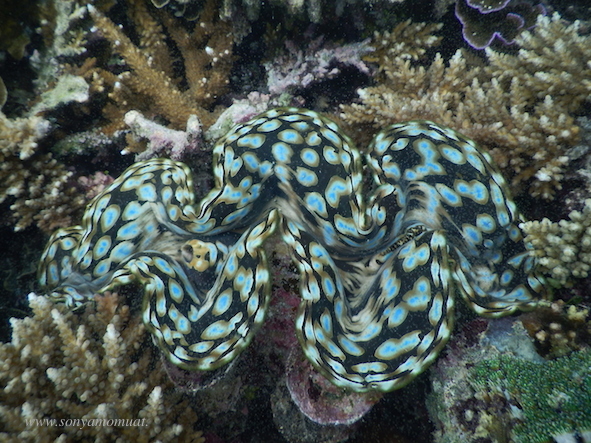 coral belitung babel snorkeling