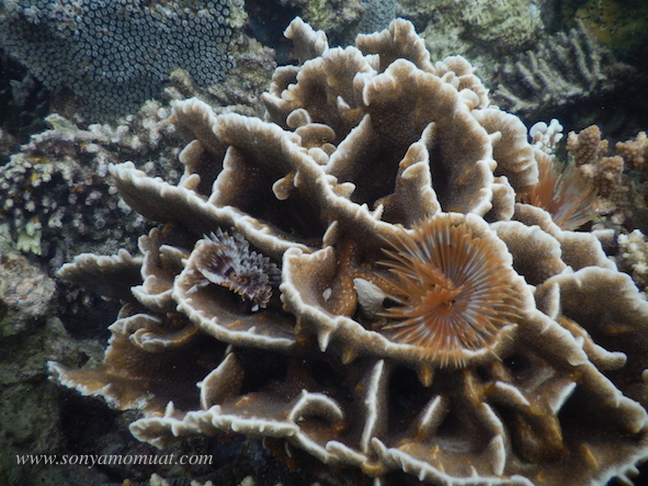 coral belitung snorkeling babel