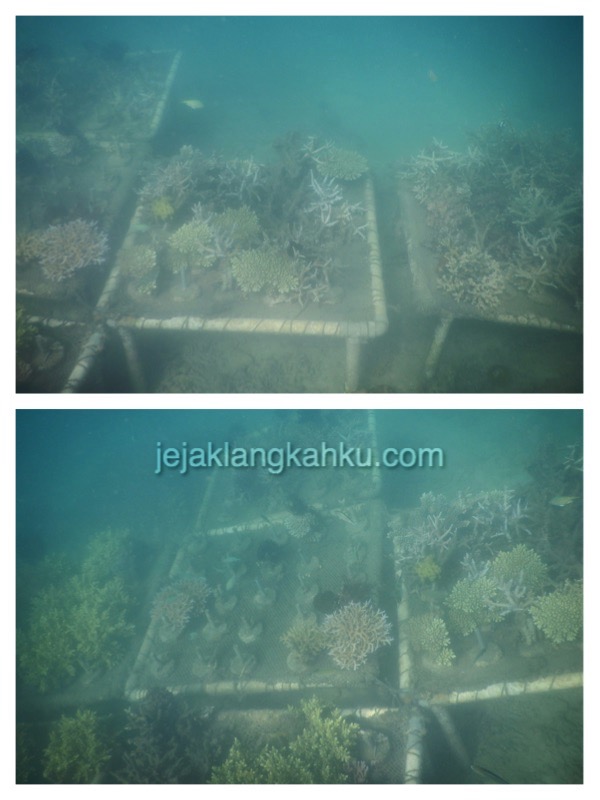 gili nanggu snorkeling lombok 8-1