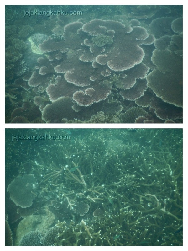 snorkeling pulau lengkuas belitung 3