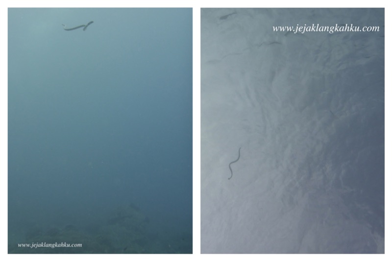 diving sea snake lombok 6