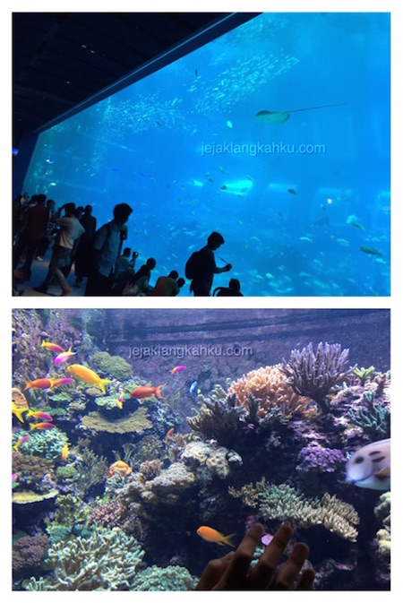 SEA Aquarium Singapore 1