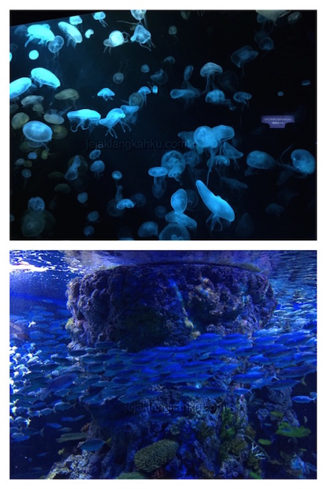 sea aquarium singapore 2