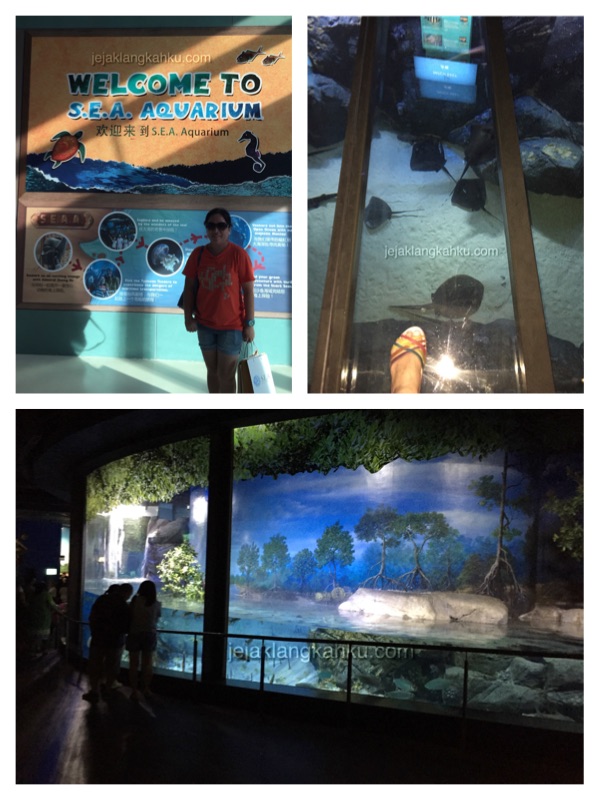 sea aquarium singapore 5