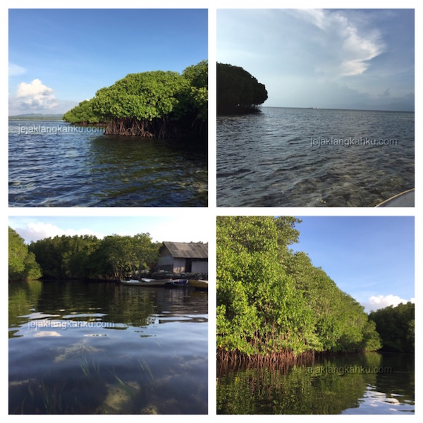 mangrove forest nusa lembongan 2
