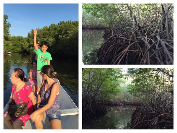 mangrove forest nusa lembongan 5