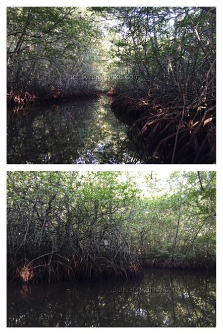 mangrove forest nusa lembongan 6