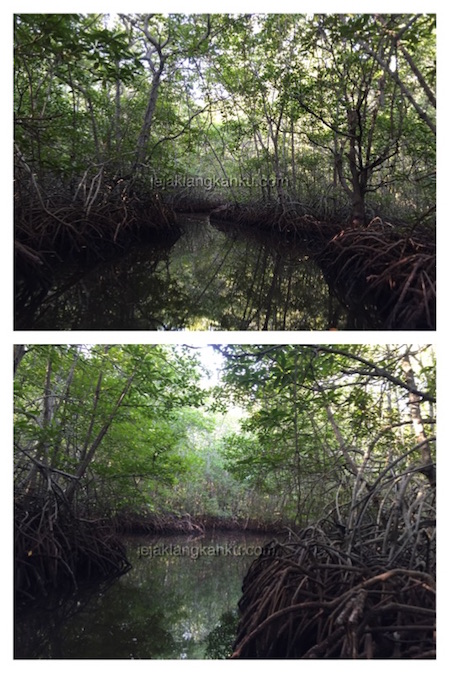 mangrove forest nusa lembongan 7