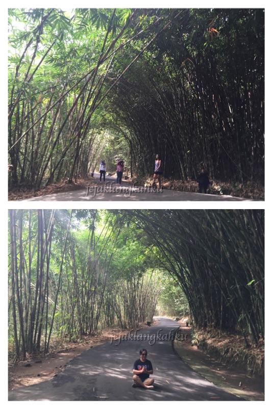 hutan-bambu-desa-penglipuran-bali-a