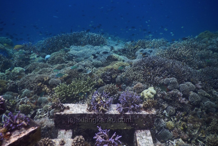 Snorkeling di Gili Bidara Lombok Timur, Underwaternya WoW !