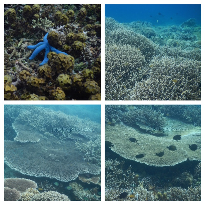underwater-gili-bidara-lombok-1