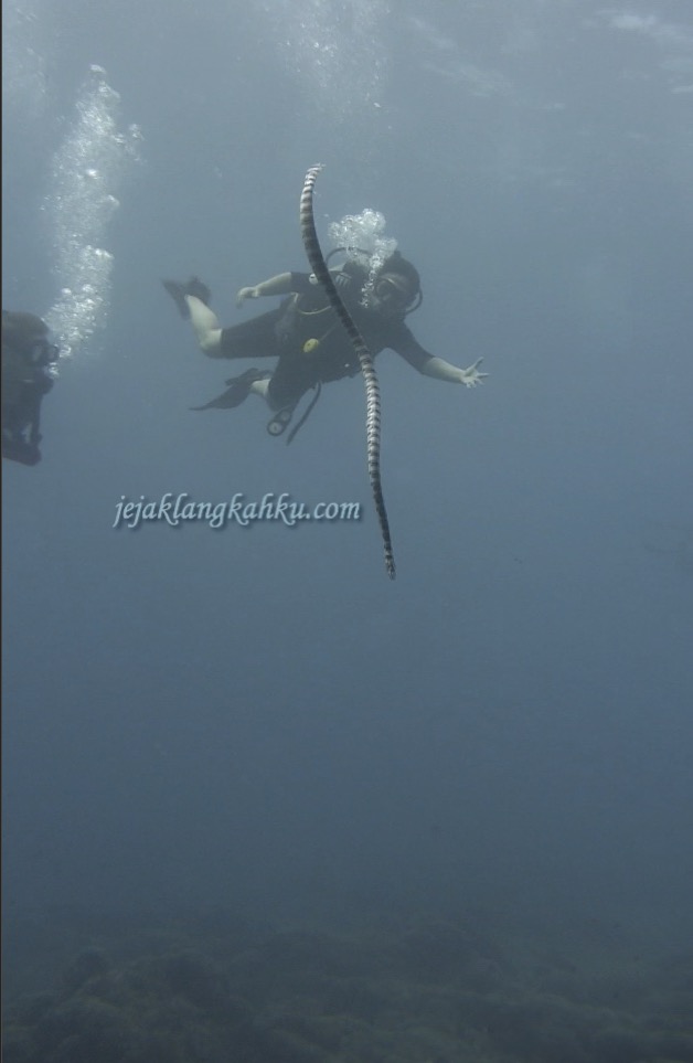 diving-gili-meno-lombok-4