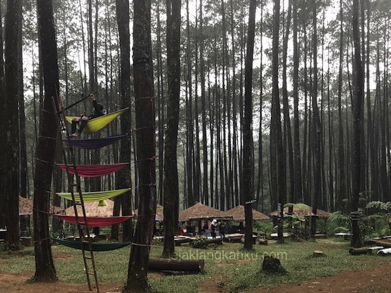 Kongkow Cozy ditemani Secangkir Kopi Panas di Hutan Pinus Cikole Lembang